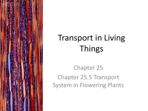 Transport of mineral salts - Transport in Flowering Plants