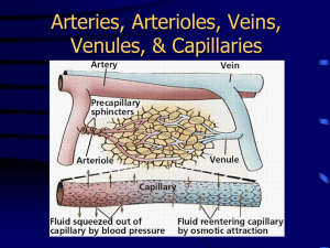 Arteries, Arterioles, Veins, Venules, & Capillaries