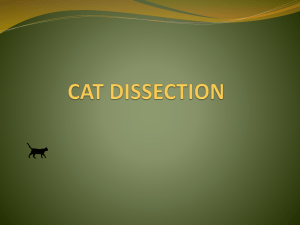 CAT DISSECTION