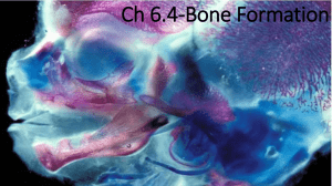 Chapter 6-Bone Formation