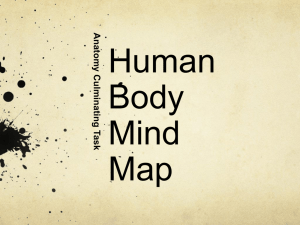Human Body Mind Map Project PPT