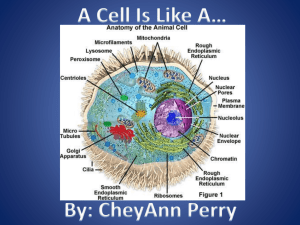 A Cell Is Like A…