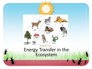 Energy Transfer in the Ecosystem