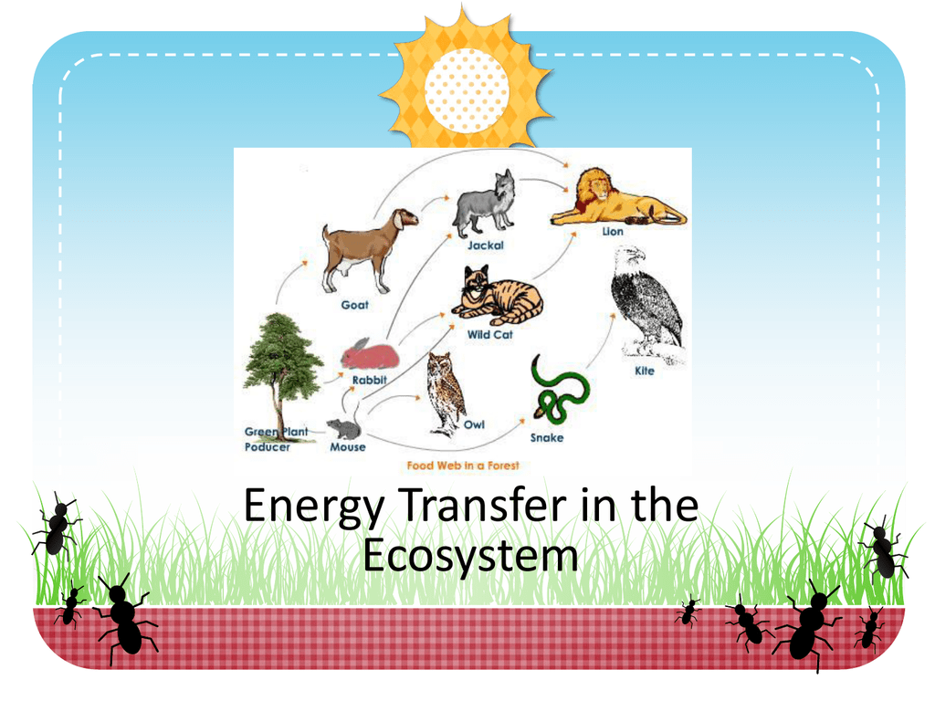 how is energy passed through an ecosystem