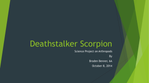 Deathstalker Scorpion - Sept 28, 2014