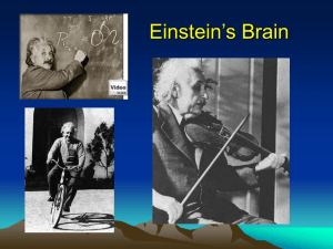 Einstein`s Brain