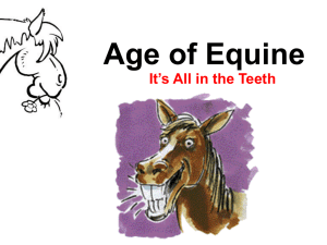 Age of Equine