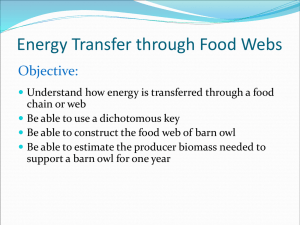 Energy Transfer through Food Webs