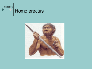 Chapter 7 Homo erectus