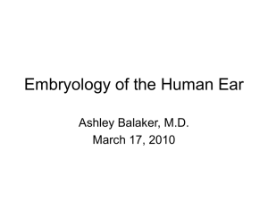 Embryology of the Human Ear - UCLA Head and Neck Surgery