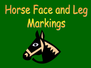 Horse Markings