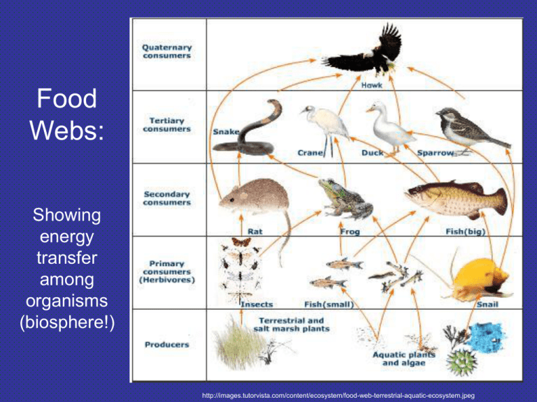 Food Webs 