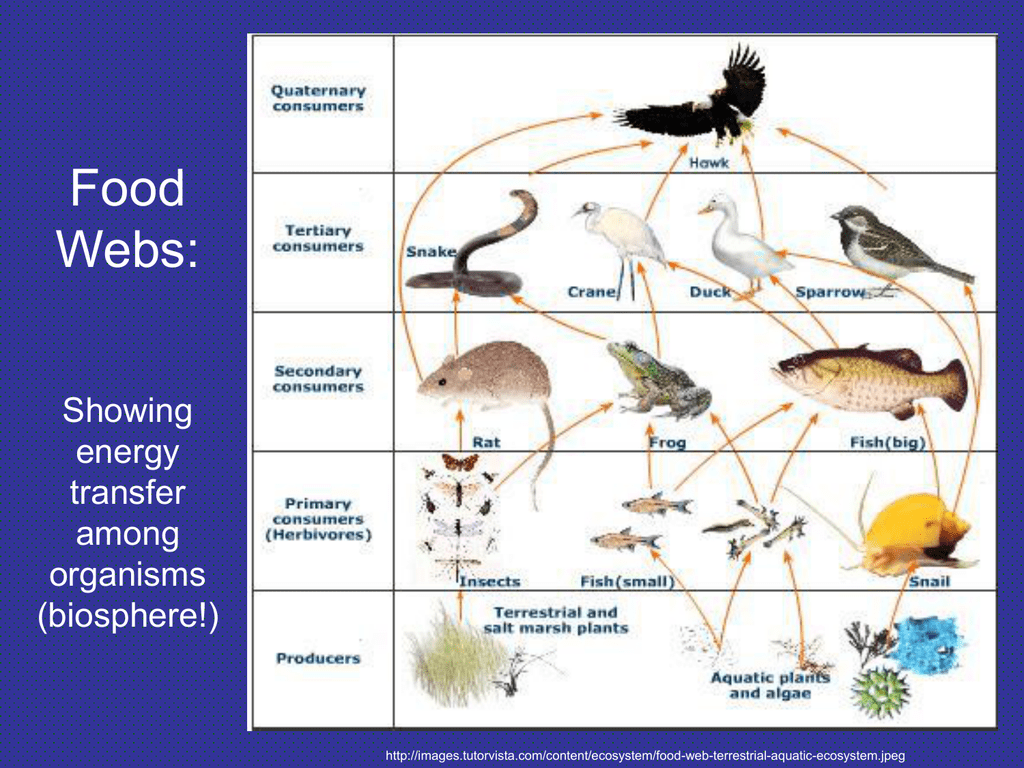 Food Webs: