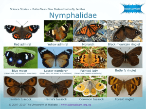 New Zealand butterfly families