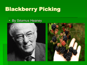 Blackberry Picking - Mr. Dodd`s 6th Class