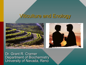 PowerPoint Presentation - Viticulture and Enology in the State of