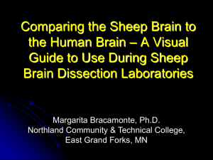 Comparing The Sheep Brain to A Human Brain