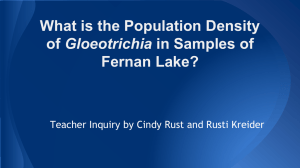 What is the population density of Gloeotrichia in Fernan Lake