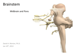 Brainstem (Midbrain/Pons) PP