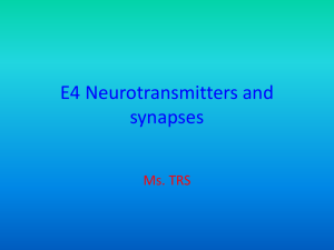 E4 Neurotransmitters and synapses trs