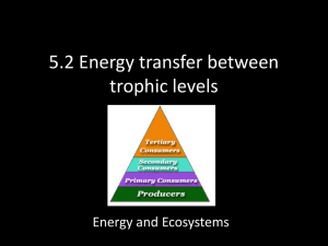 5.2 Energy transfer between trophic levels