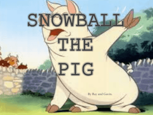 Snowball The Pig