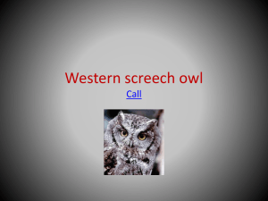 Western screech owl - Lincoln Orchard Mesa