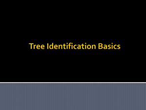 Tree Identification Basics