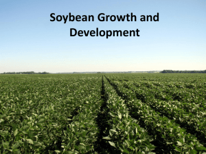 04 Soybean Growth and Development