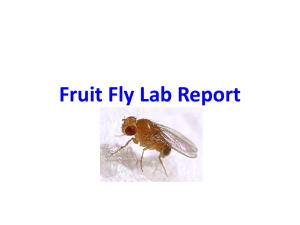 Fruit Fly Lab Report Basics