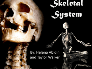 Skeletal+System