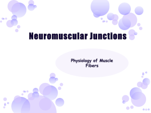 Neuromuscular Junctions Physiology of Muscle Fibers