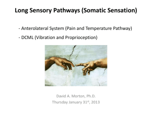 Long sensory pathways PP