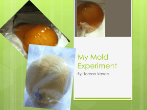My Mold Experiment
