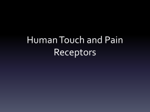 Human Touch and Pain Receptors