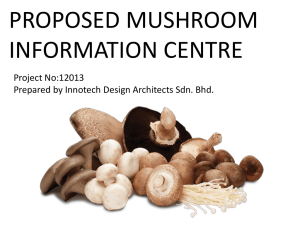 mushroom - WordPress.com