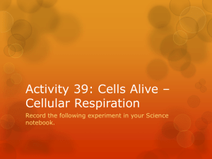 Activity 39: Cells Alive * Cellular Respiration