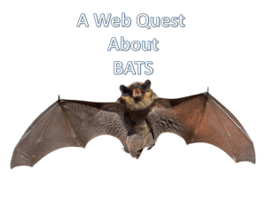 Bat Web Quest