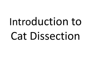 Introduction to Cat Dissection