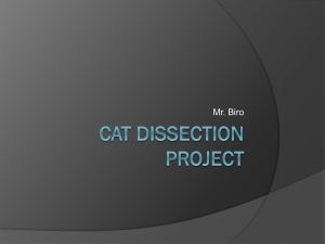 Cat Dissection Project