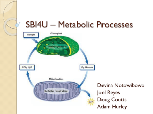 SBI4U * Metabolic Processes - CIA-Biology-2011-2012
