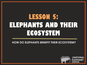 Elephants and their Ecosystem - The National Elephant Center