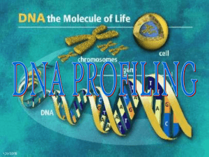 DNA Profiling PPT