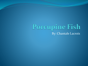 Porcupine Fish - Ambergris Caye