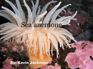Sea Anemones- Powerpoint
