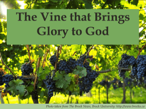 The Vine that Bring Glory to God