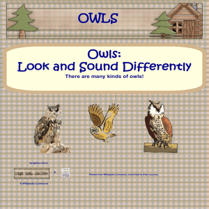 OWLS - Wise Owl Factory