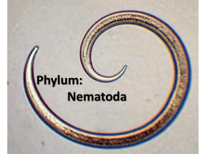 B11Phylum nematoda