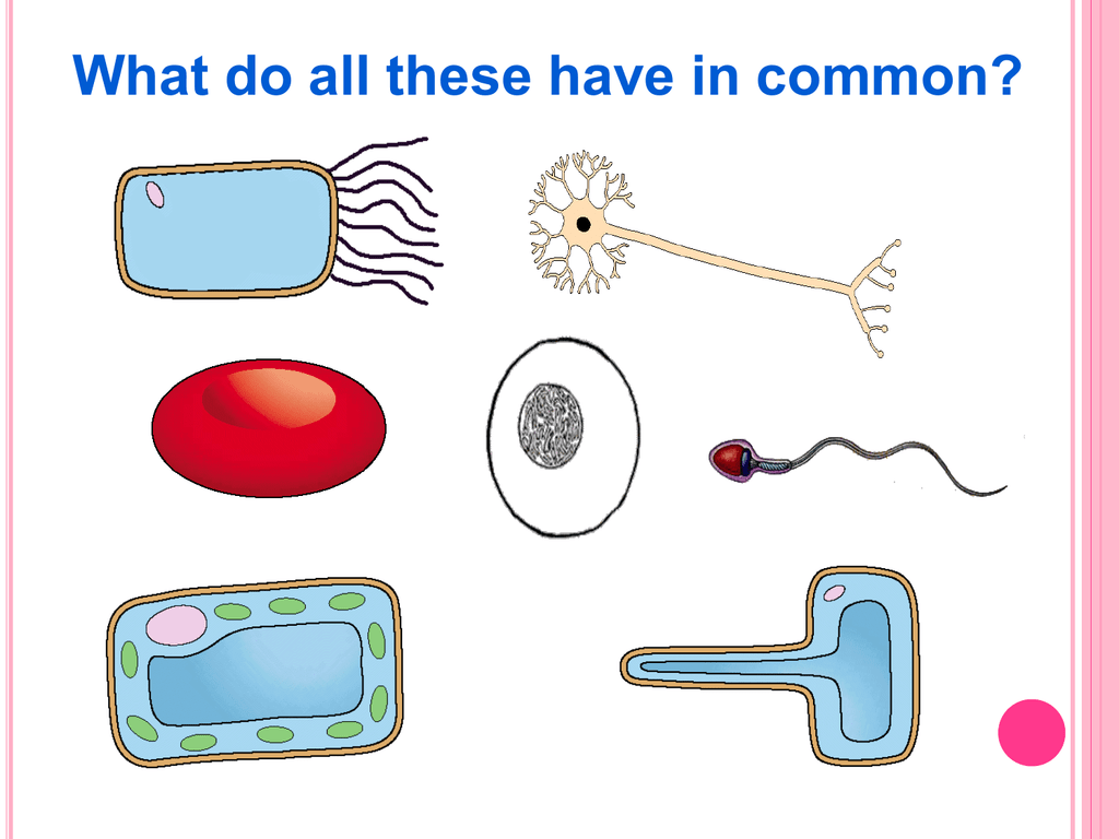 specialised-cells