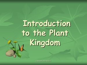 Introduction to Plants PPT